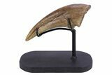 Killer Fossil Tyrannosaur (Daspletosaurus) Toe Claw - Montana #381122-3